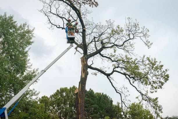 How Our Tree Care Process Works  in  Kenai, AK