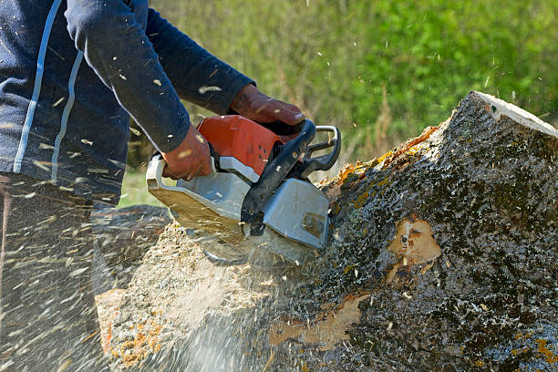 Trusted Kenai, AK Tree Removal Experts